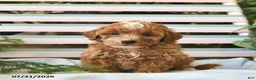 Miniature Poodle dogs for sale: Leo  - Ad 1