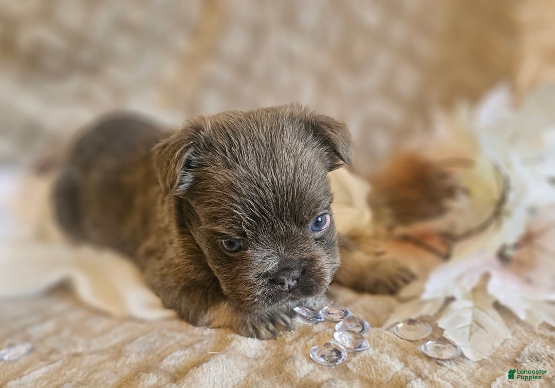 French Bulldog dogs for sale: Biscotti AKC Fluffy  - Ad 4