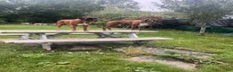 Boxer dogs for sale: Berlín  - Ad 7