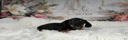 Miniature Dachshund dogs for sale: AKC-Cooper - Ad 3
