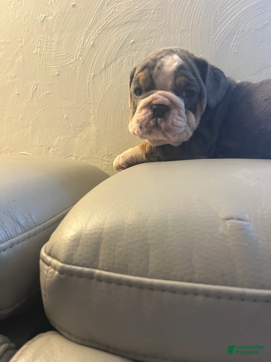 English Bulldog dogs for sale: English Bulldog Puppy 2 - Ad 2