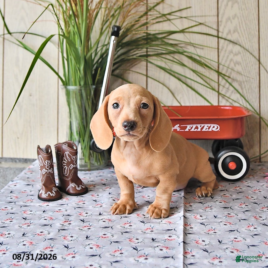 Miniature Dachshund dogs Rex - Ad 1