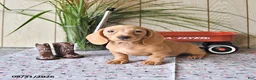 Miniature Dachshund dogs for sale: Rex - Ad 6