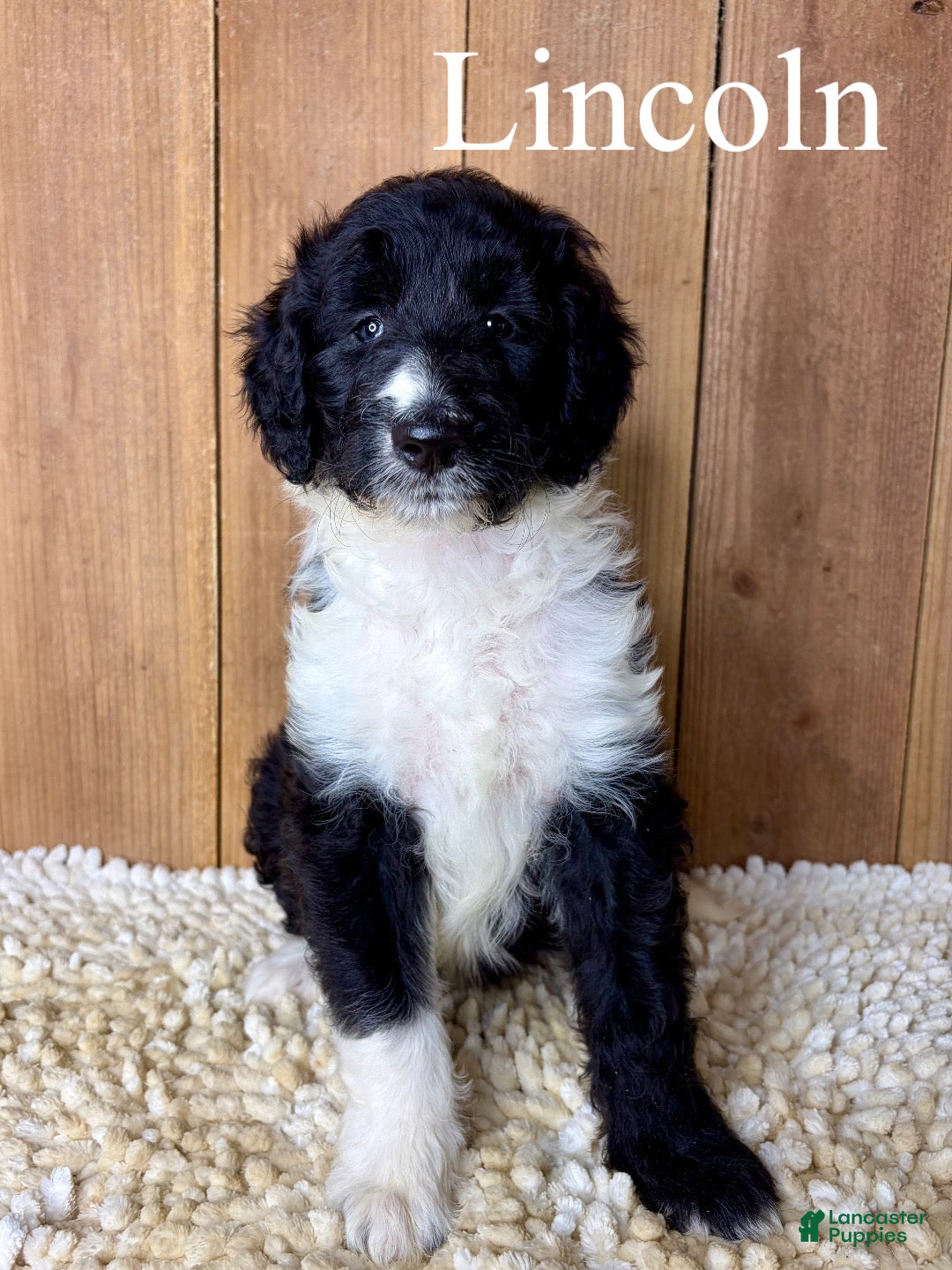 Mixed Breed dogs Lincoln  - Ad 1