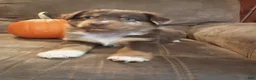 Australian Shepherd dogs for sale: Hazel - Ad 3