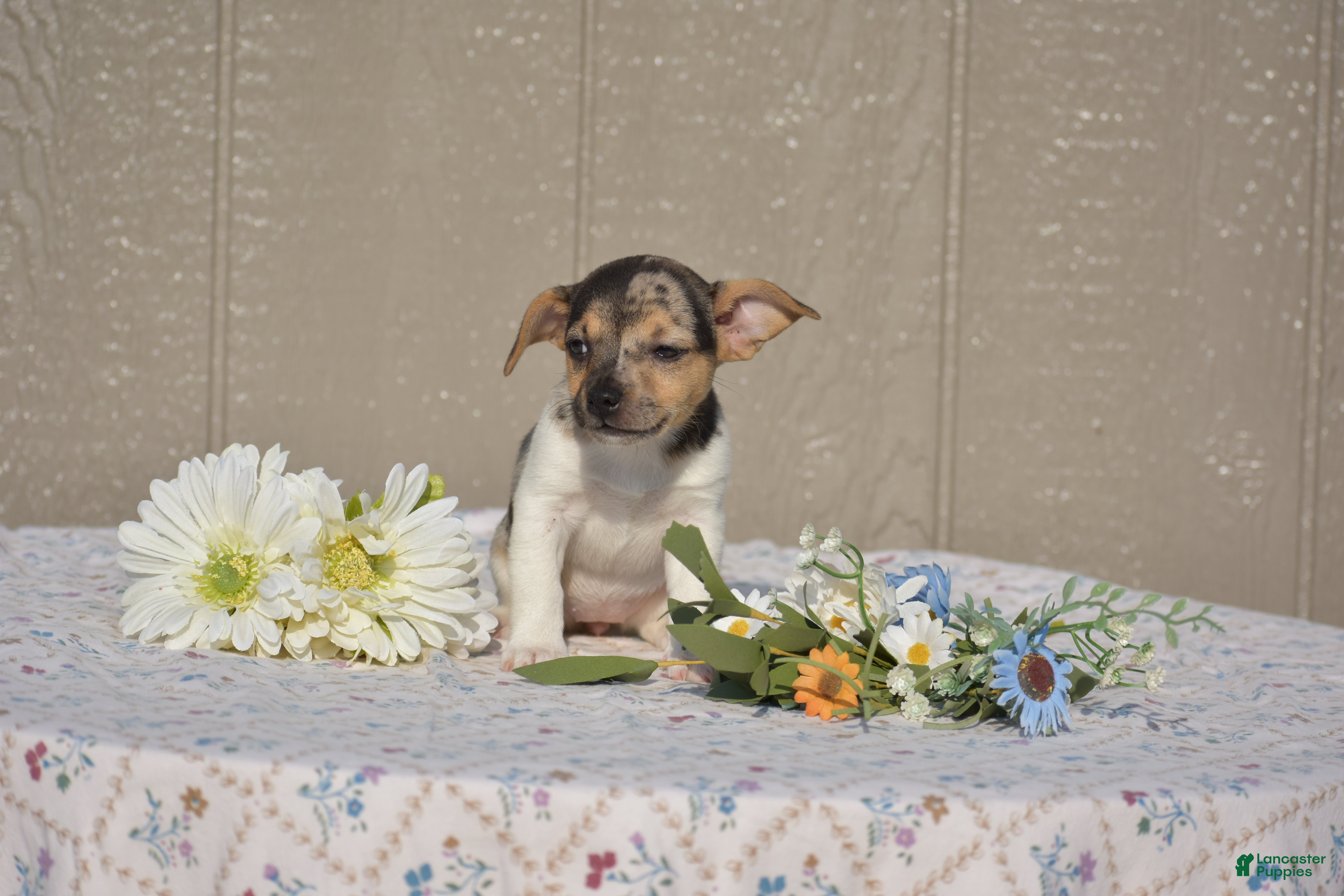 Jack Russell Terrier dogs Pearl - Ad 39