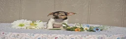 Jack Russell Terrier dogs for sale: Pearl - Ad 1