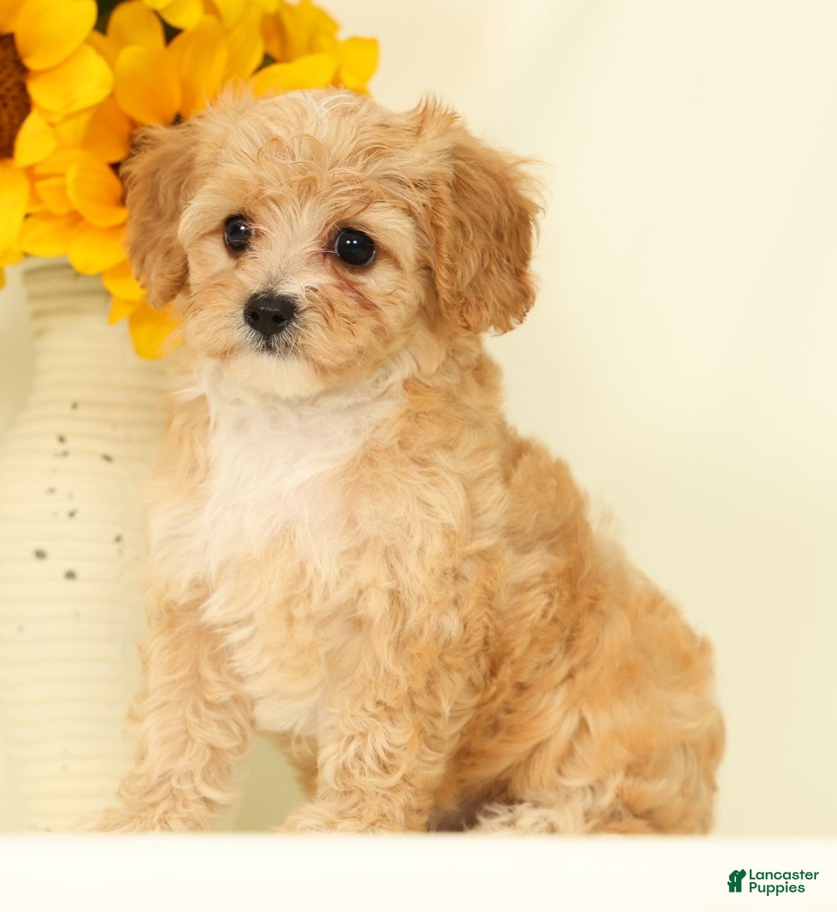 Cavapoo dogs Mason - Ad 2