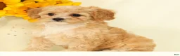 Cavapoo dogs for sale: Mason - Ad 2