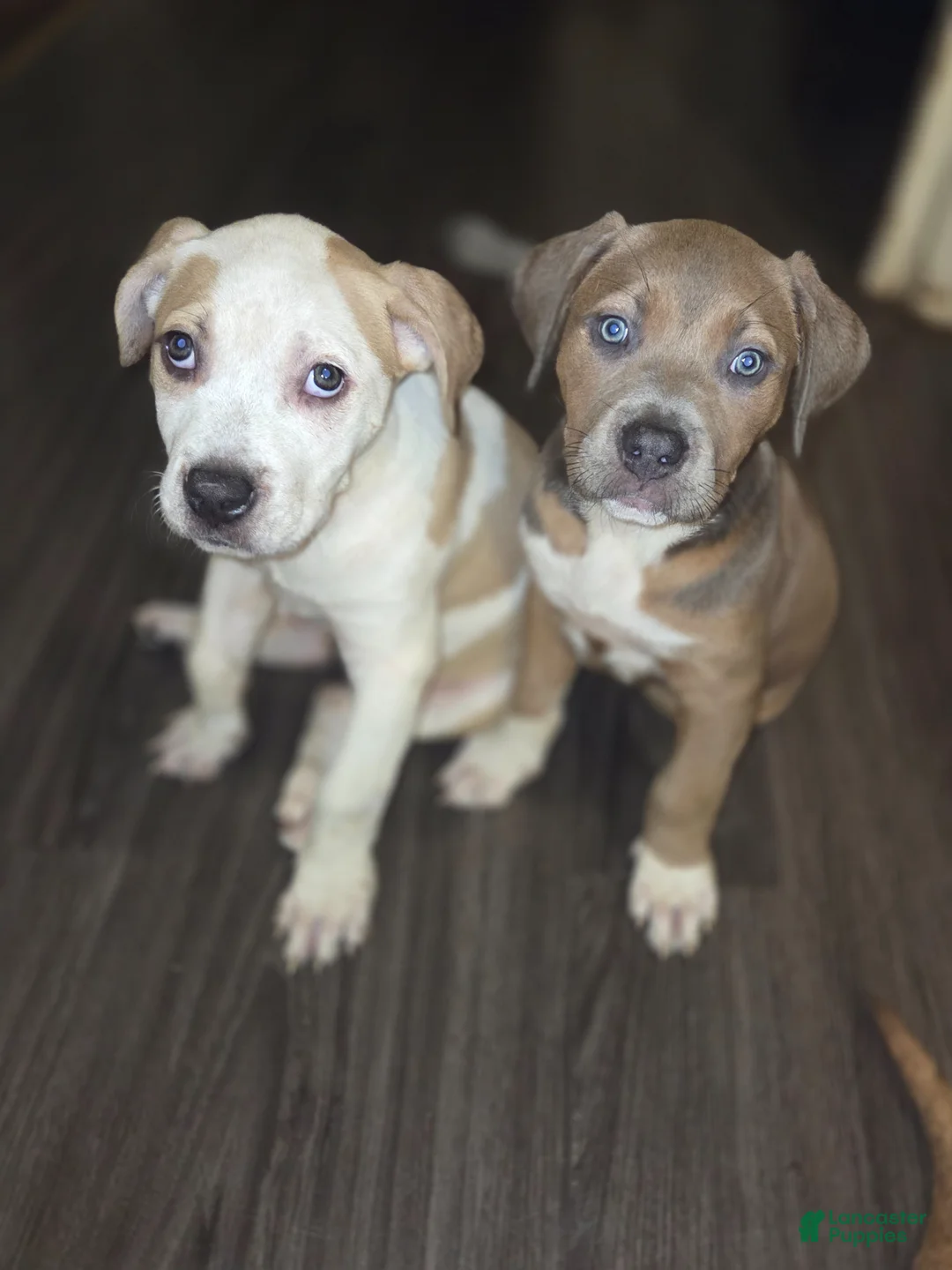 Mixed Breed dogs for sale: Mixed Breed Puppy 5 - Ad 1