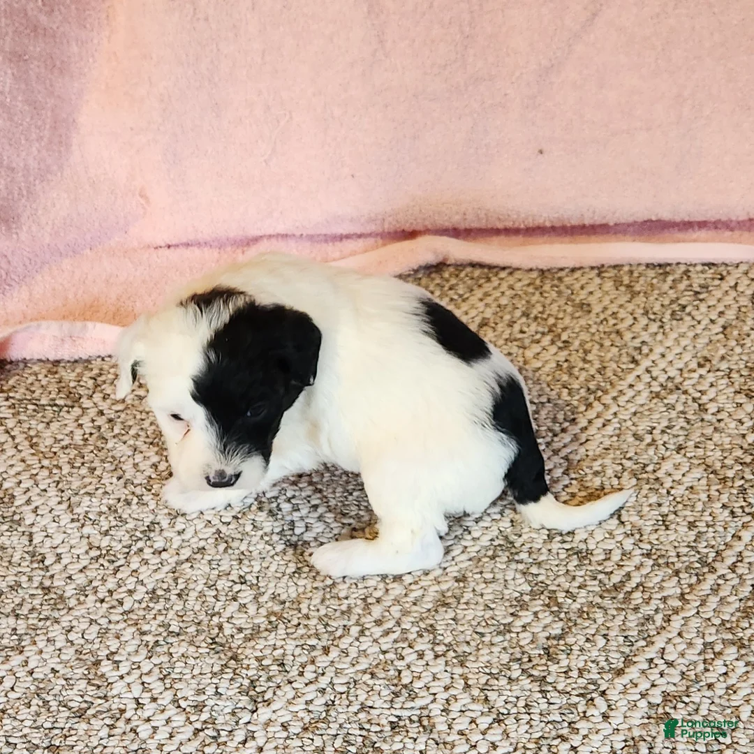 Portuguese Water Dog dogs for sale: Cliff - Ad 6