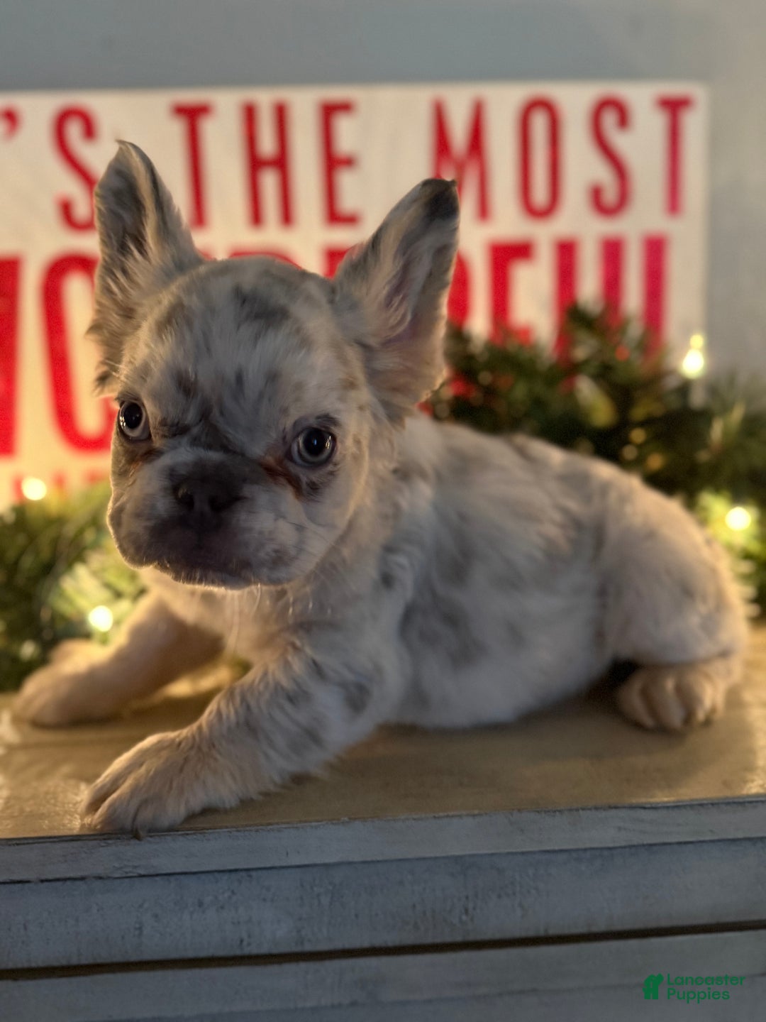 French Bulldog dogs for sale: Holly - Ad 2