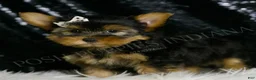 Morkie dogs for sale: Leo - Ad 4