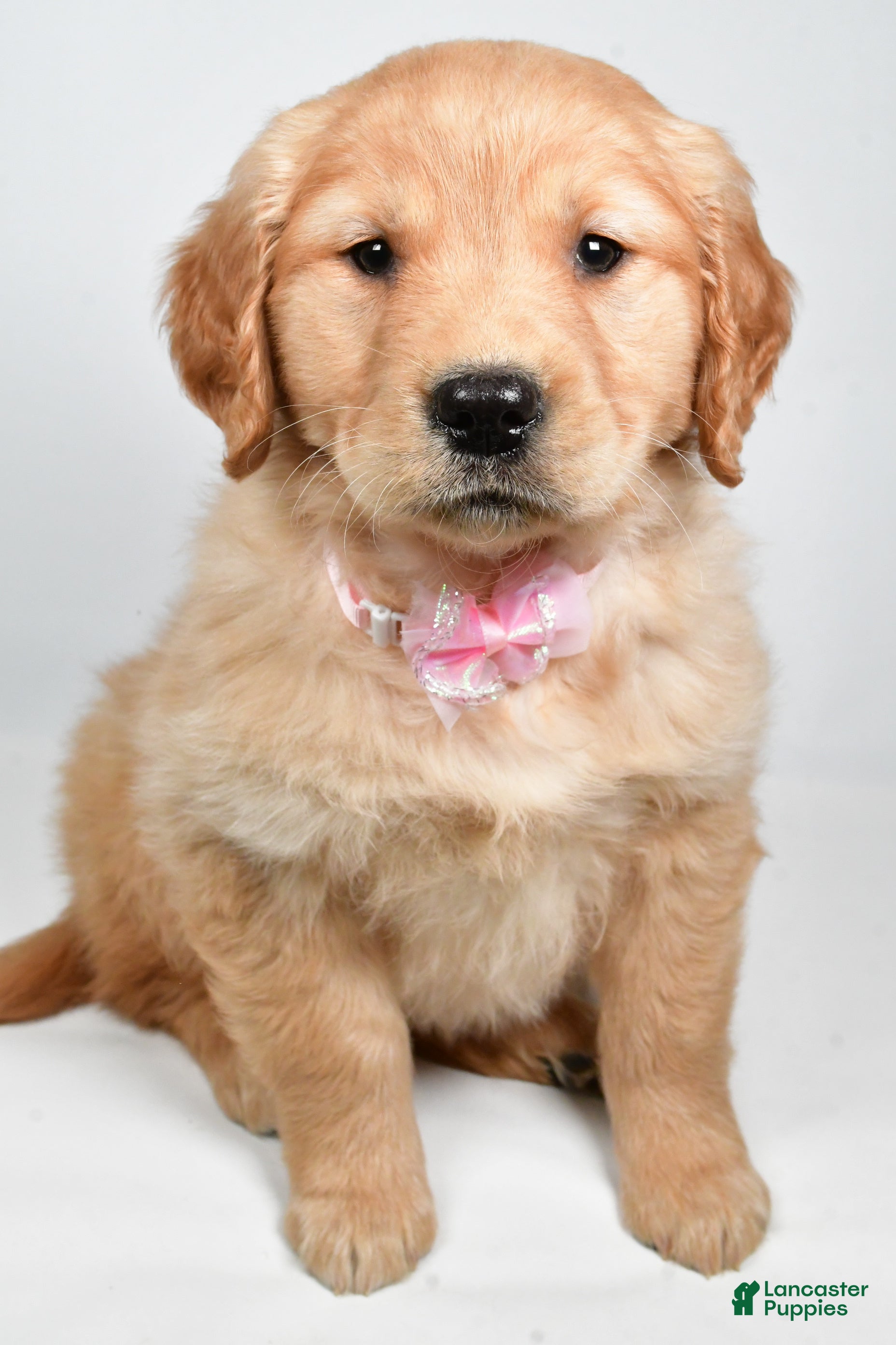 Golden Retriever dogs Lainey - Ad 22