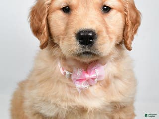 Golden Retriever dogs Lainey - Ad 22