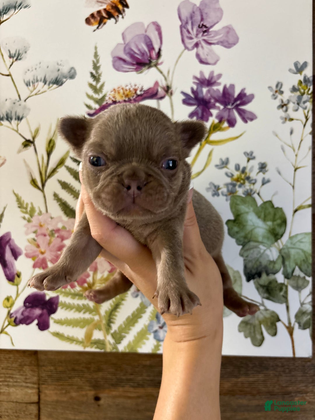 French Bulldog dogs for sale: Scarecrow - Ad 3