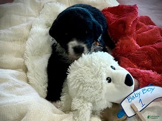 Mixed Breed dogs Male # 1 English Shepherd Doodle - Ad 29