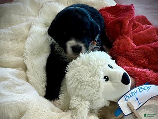 Mixed Breed dogs Male # 1 English Shepherd Doodle - Ad 33