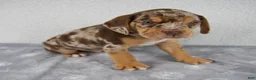 Beabull dogs for sale: Ryder - Ad 3