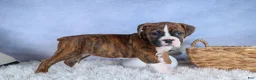 Boxer dogs for sale: Scarlett  - Ad 22