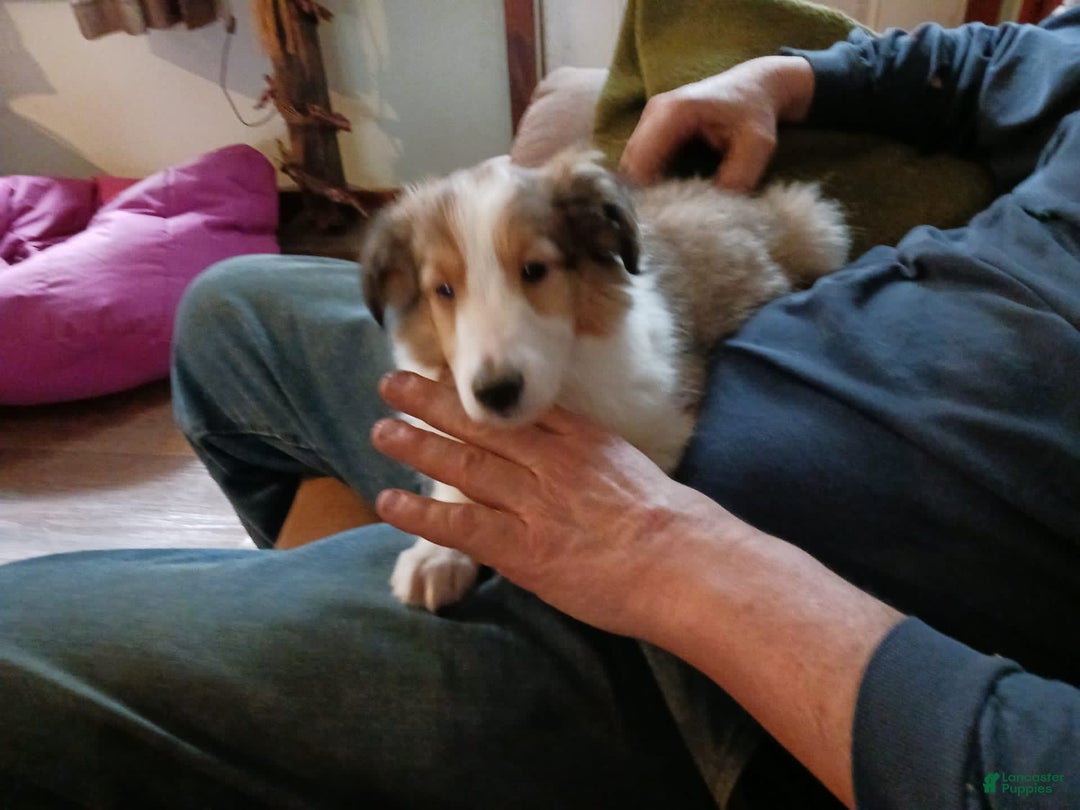 Gallery Image {{count}}