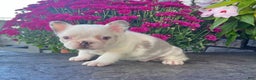 French Bulldog dogs for sale: Kiki - Ad 4