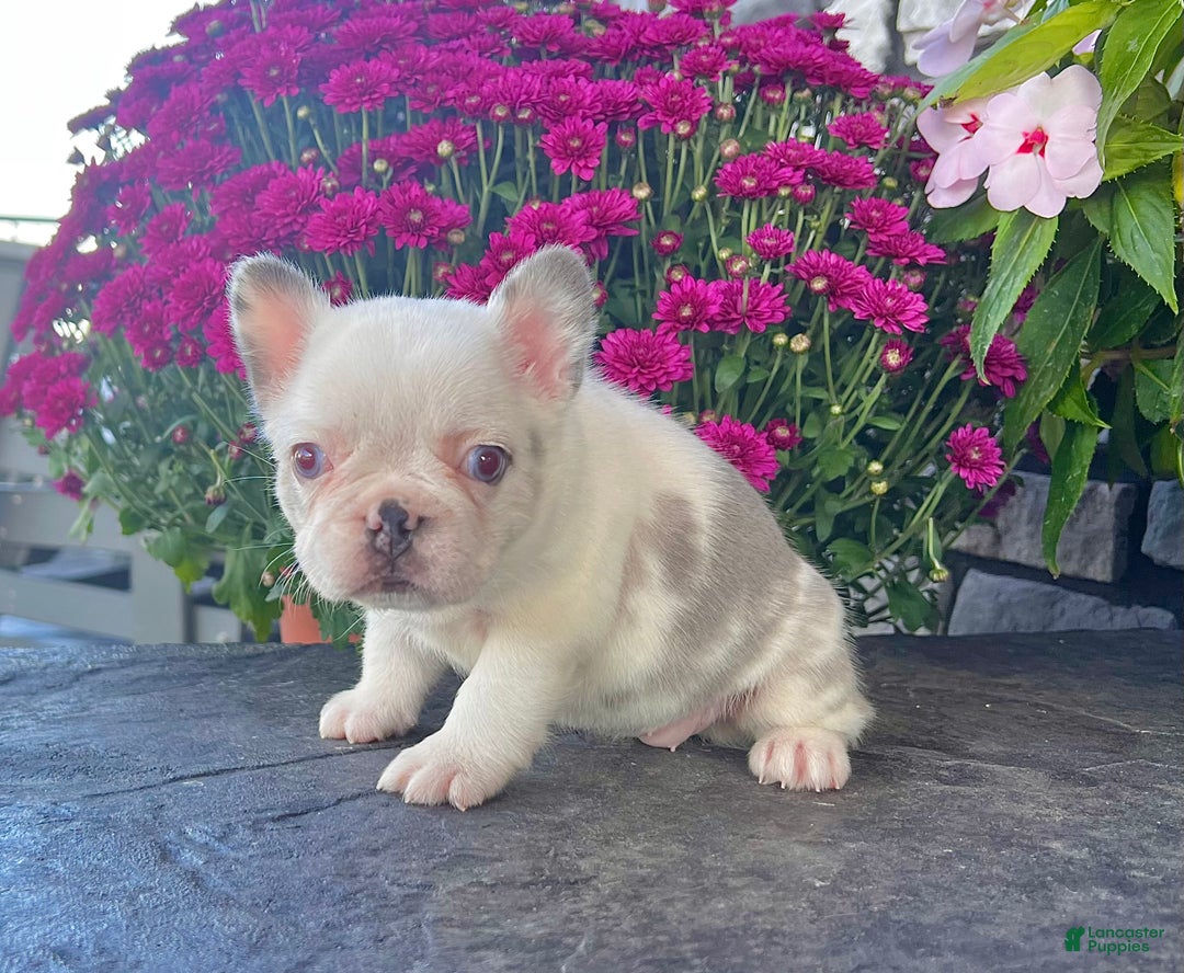 French Bulldog dogs for sale: Kiki - Ad 4