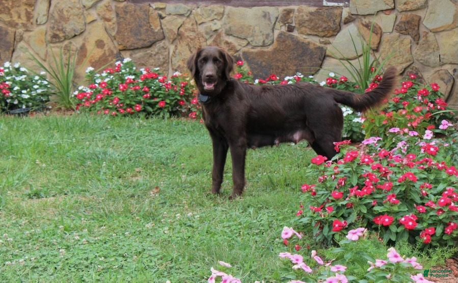 Goldendoodle dogs Graham - Ad 2