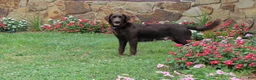 Goldendoodle dogs for sale: Paris - Ad 3