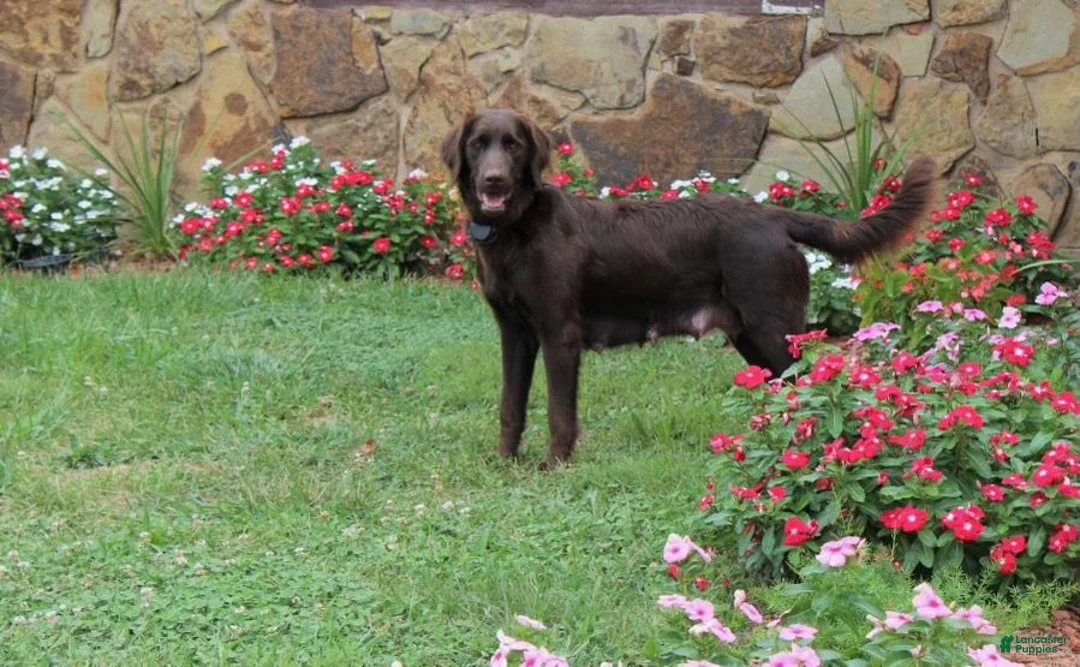 Goldendoodle dogs for sale: Graham - Ad 2