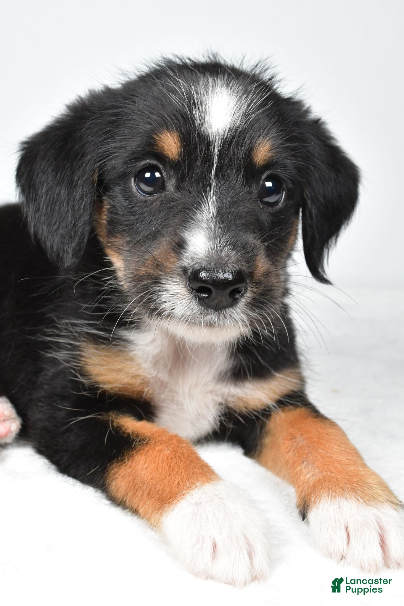 Mixed Breed dogs Rondo - Ad 2