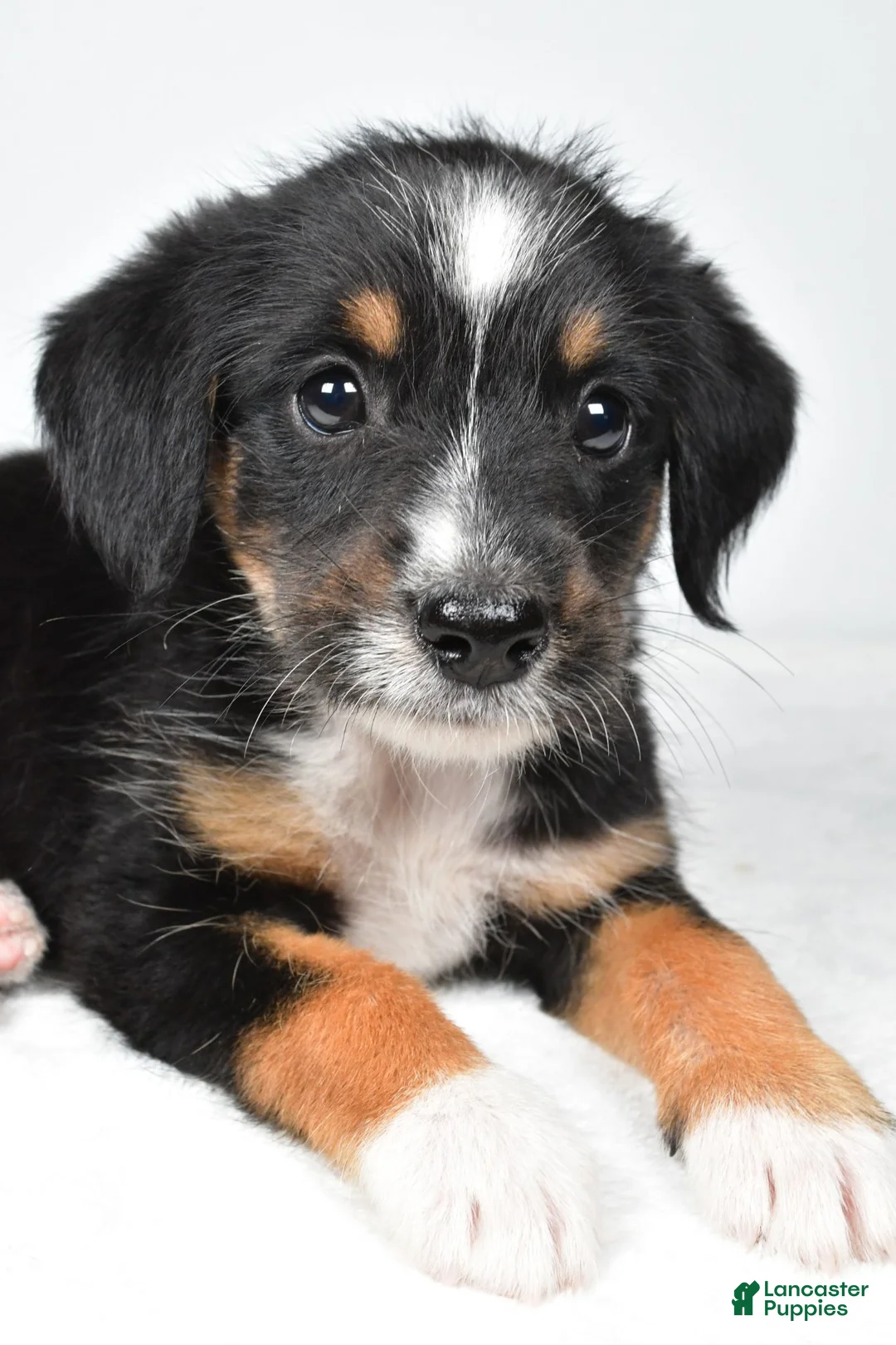 Mixed Breed dogs for sale: Rondo - Ad 2