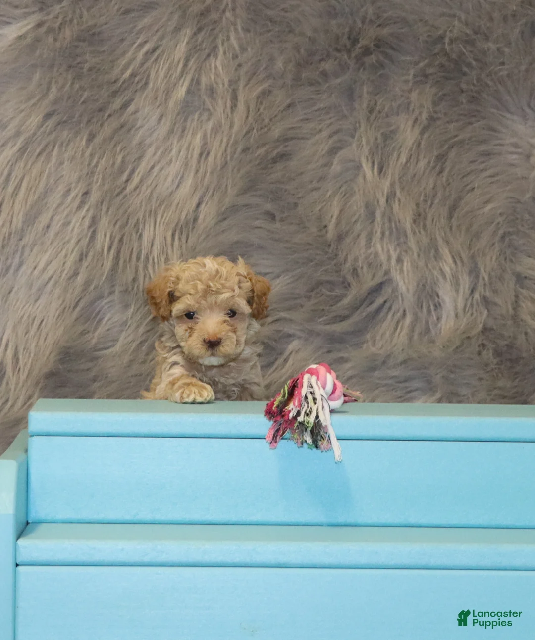 Havapoo dogs for sale: Apple Toy Size👨‍👨‍👦‍👦💞🐕 - Ad 9