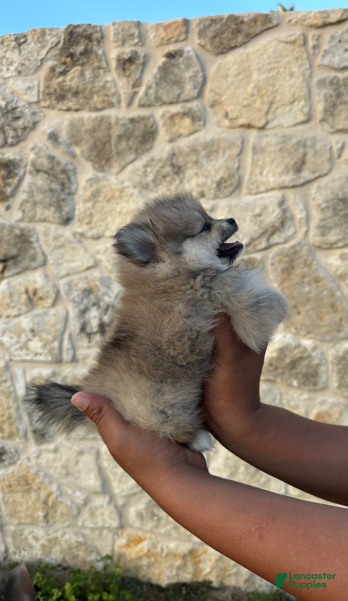 Pomeranian dogs Pomeranian 2 - Ad 2