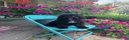 Cavapoo dogs for sale: lizzy - Ad 6