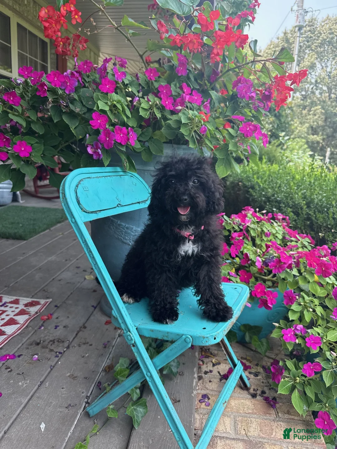 Cavapoo dogs for sale: lizzy - Ad 6