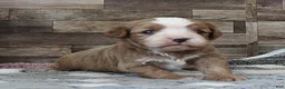 Cavapoo dogs for sale: #1 Male (Linda's) - Ad 9