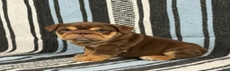 English Bulldog dogs for sale: Junie - Ad 4