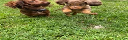 Dachshund dogs for sale: Ranger - Ad 4