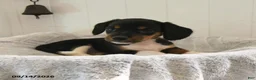 Mixed Breed dogs for sale: Lily - Ad 3