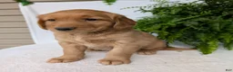 Golden Retriever dogs for sale: Liberty  - Ad 8