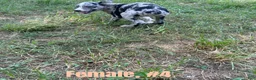 Australian Shepherd dogs for sale: Australian Shepherd 4 - Ad 3