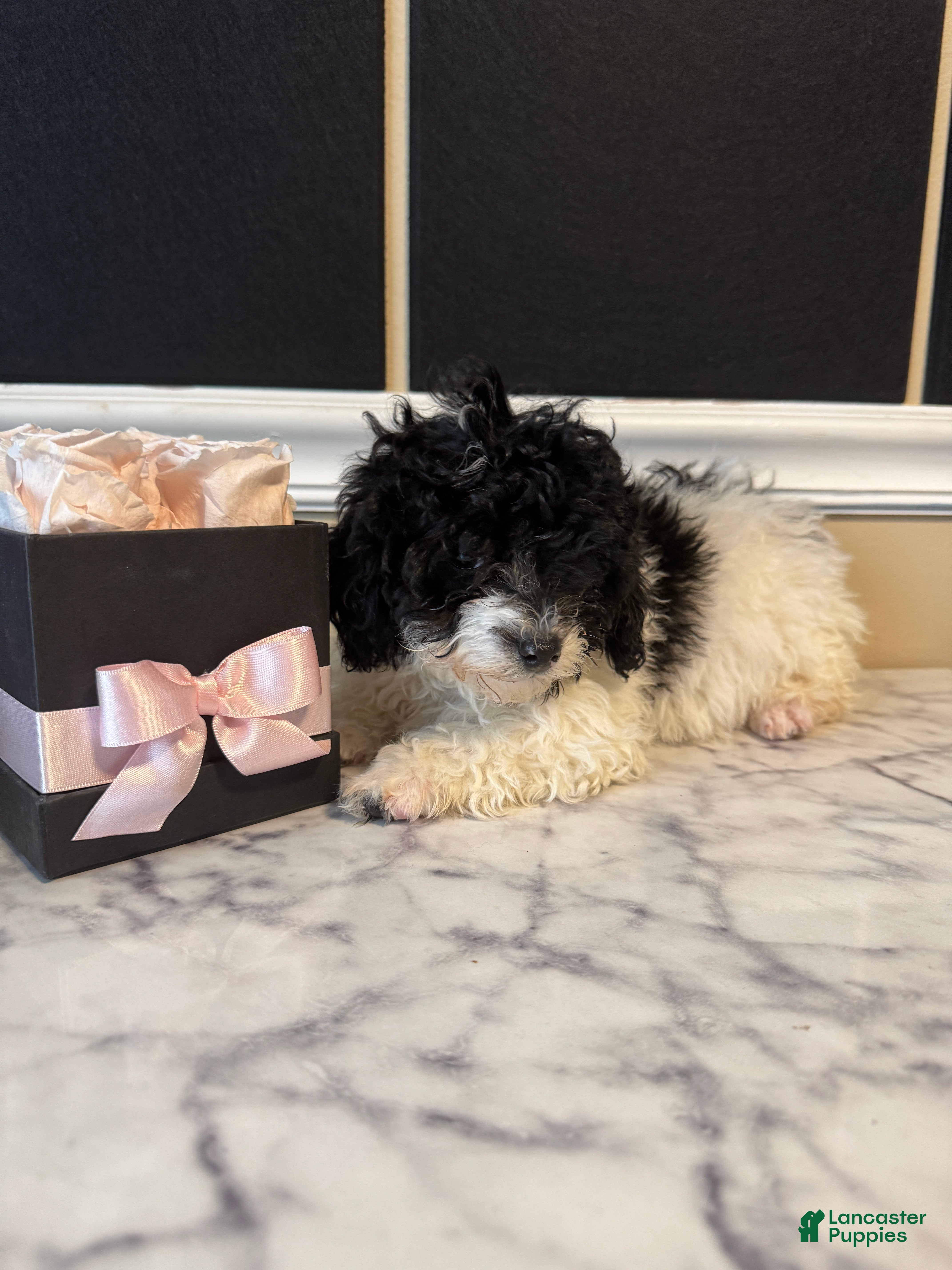 Toy Poodle dogs Piper - Ad 1