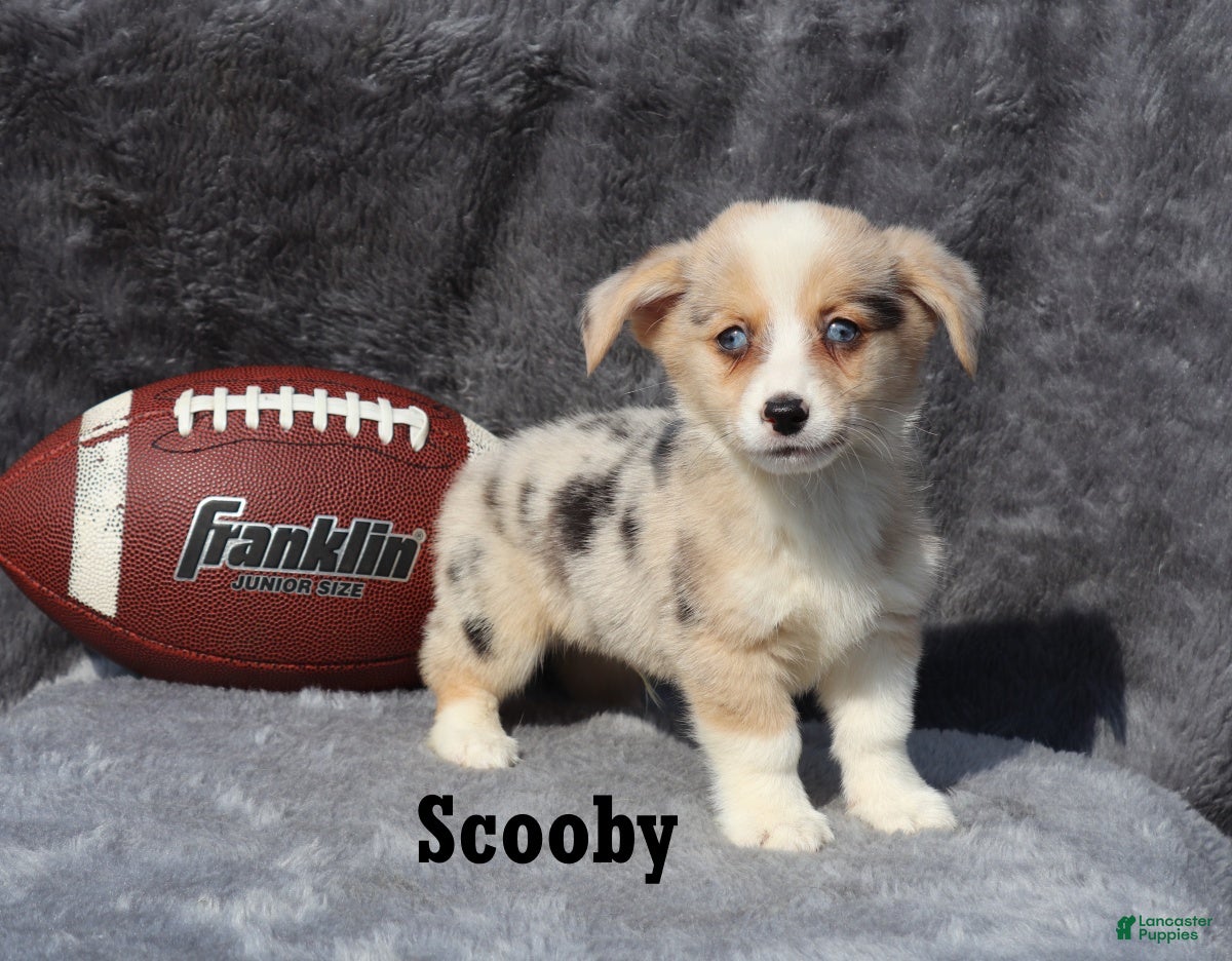 Welsh Corgi Pembroke dogs Scooby - Ad 2