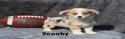Welsh Corgi Pembroke dogs for sale: Scooby - Ad 2