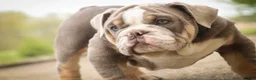 English Bulldog dogs for sale: Nasher English Bulldog Puppy  - Ad 6