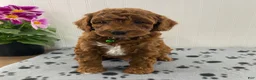 Cavapoo dogs for sale: Niles - Ad 5