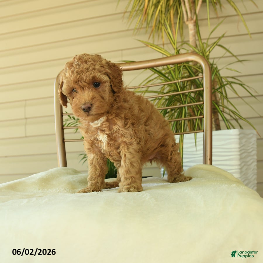 Miniature Poodle dogs for sale: Maggy - Ad 4