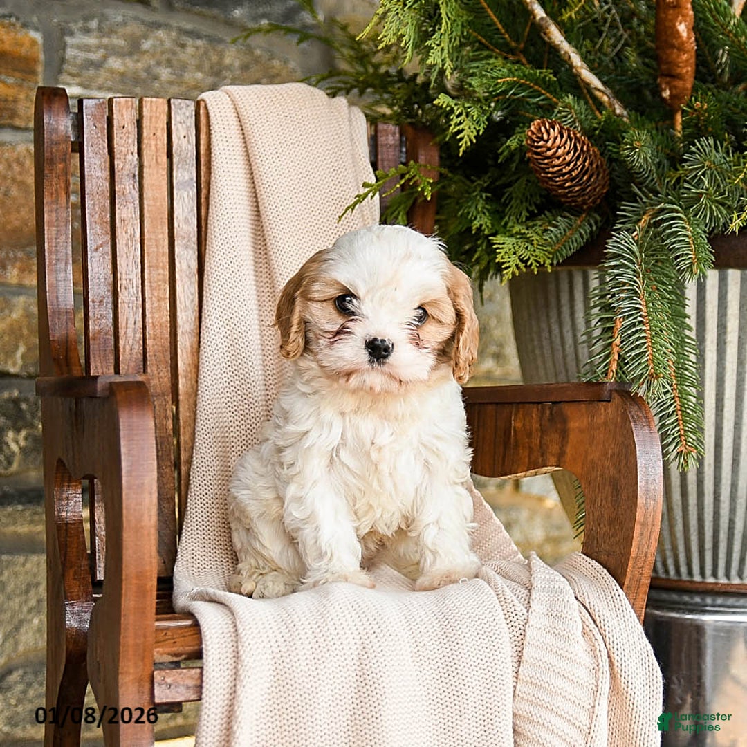 Cavapoo dogs for sale: Cookie - Ad 3