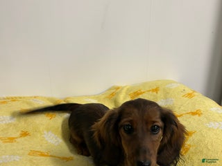 Miniature Dachshund dogs for sale: Miniature Dachshund Puppy 3 - Ad 1